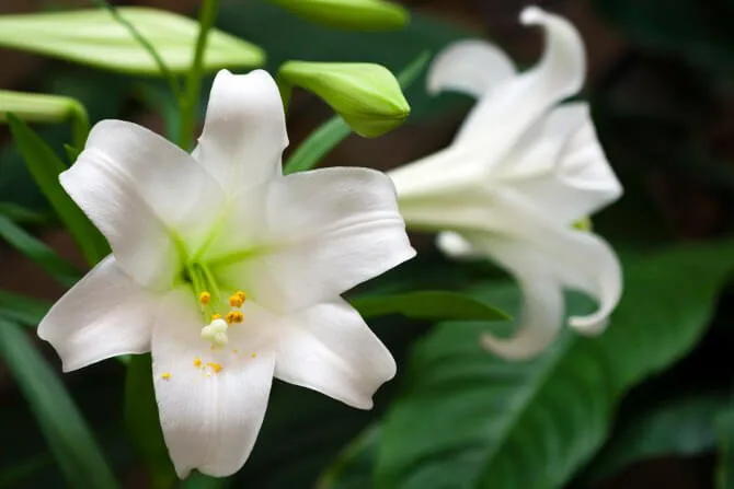 Lilies, Xylitol and Chocolate: Common Toxins Seen in the Emergency Room