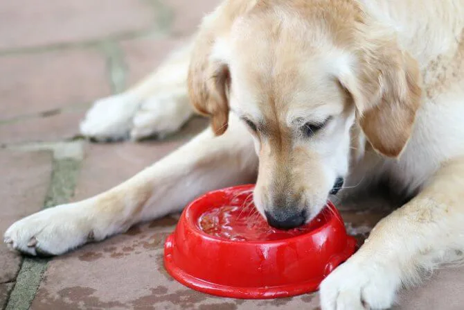 Dog peeing outlet blood treatment