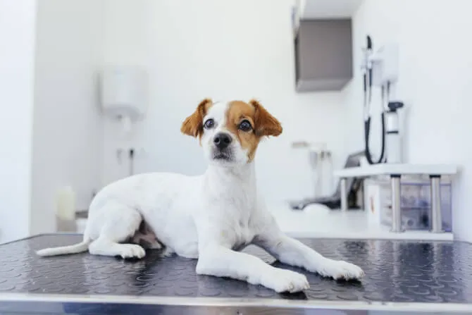 Vidium SearchLight DNA Tumor Testing: A Cancer Breakthrough