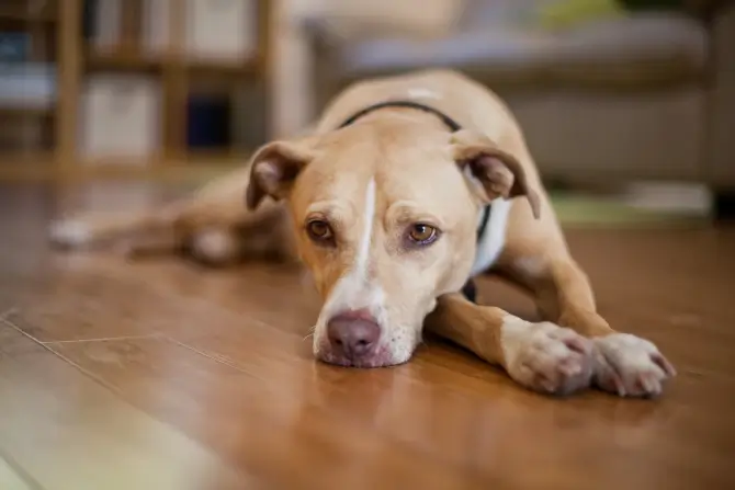When Sudden Hind Leg Weakness Strikes Your Dog, What’s Going On?