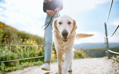 Safety Tips for Summer Activities with Your Dog