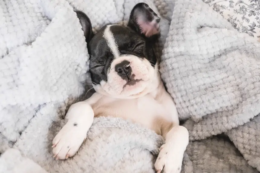 Your French Bulldog’s Snoring Is Awfully Cute – Or Is It BAS?