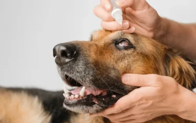 Pet Glaucoma Puts Pressure on Owners and Vets to Act Quickly