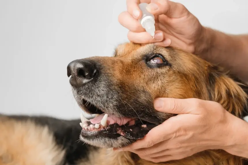 Pet Glaucoma Puts Pressure on Owners and Vets to Act Quickly