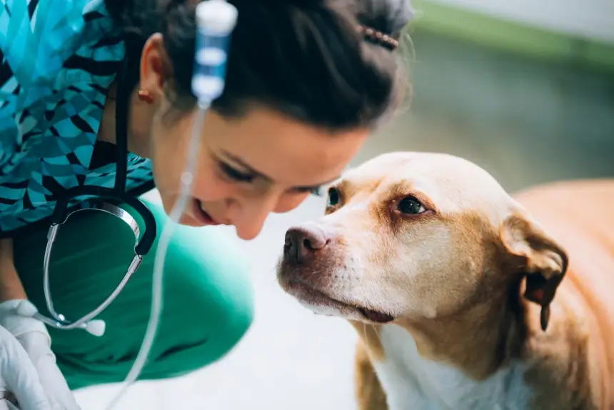 Life-saving Blood: Understanding Transfusions for Dogs and Cats