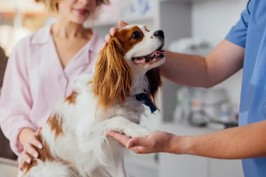 Five Common Reasons to See a Specialty Veterinarian
