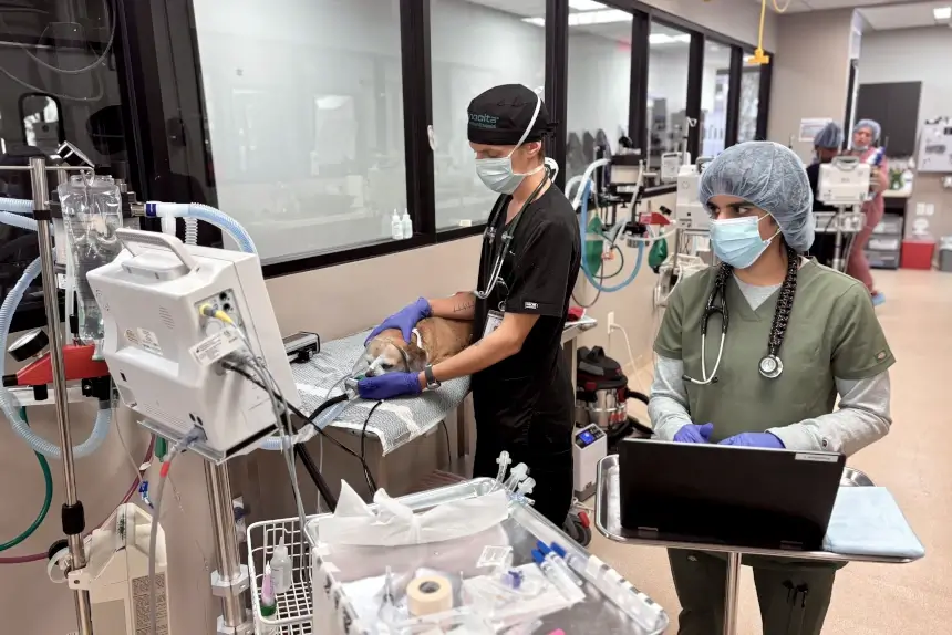 Pet surgery? Anesthesiologists Are There Before, During and Afterward.