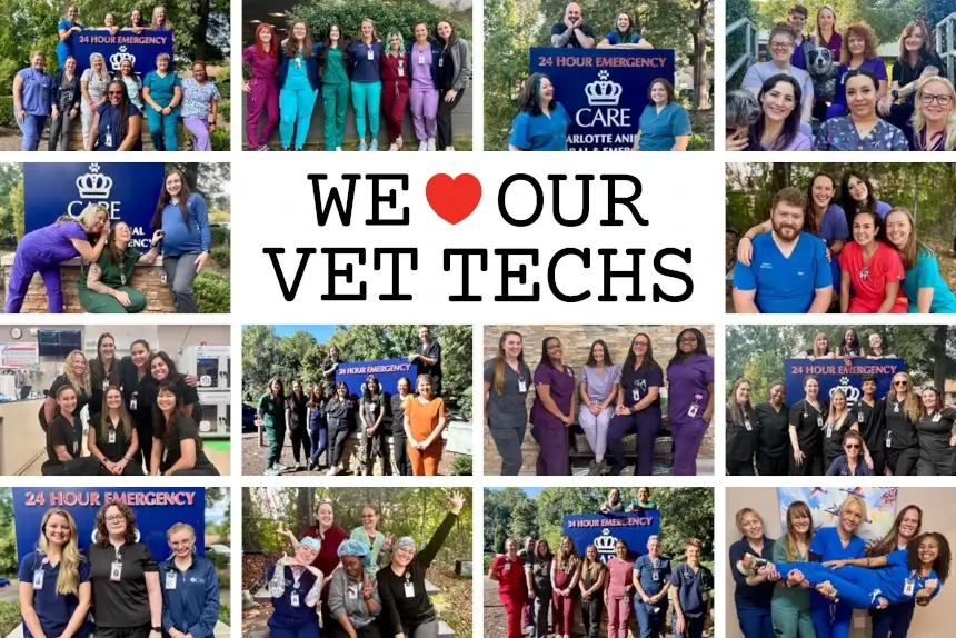 Celebrating Veterinary Technician Week 2025