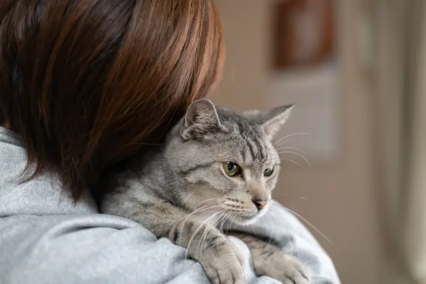 How Do You Deal with Chronic Kidney Disease in Pets?