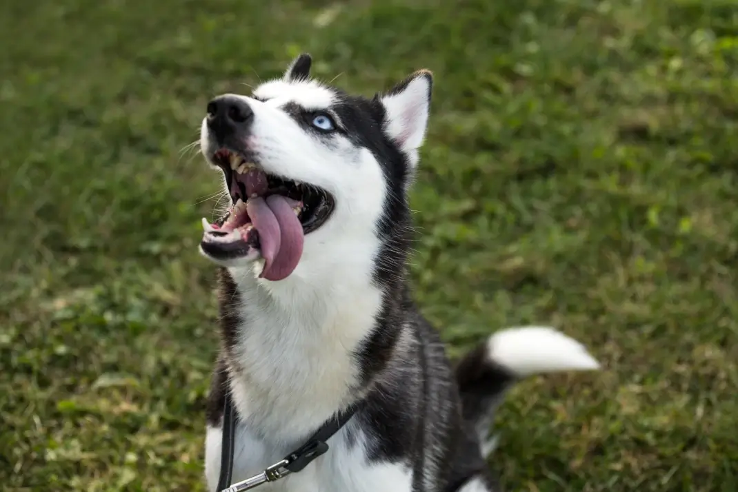 Neurological Problems in Pets: What’s Really Going On?