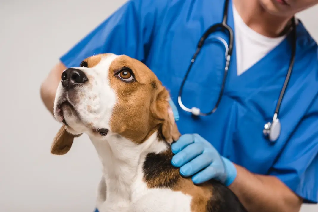 Your First Visit To the Veterinary Oncologist: Getting Questions Answered