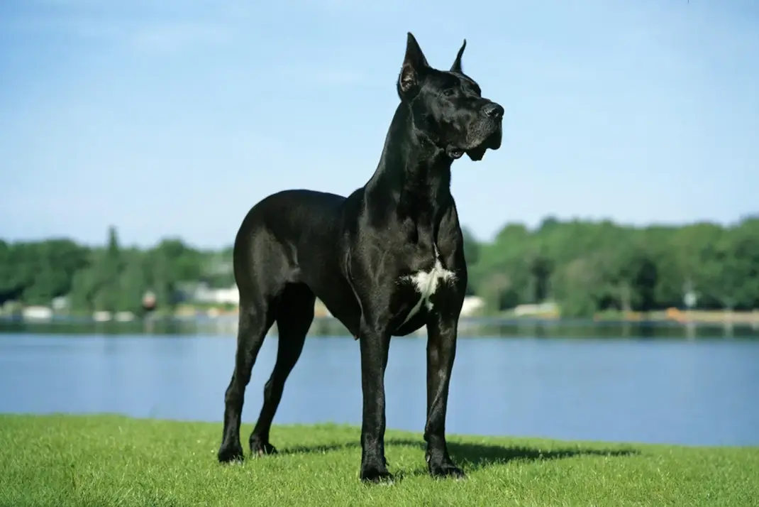 Call It GDV or Bloat, It’s an Immediate and Deadly Danger to Dogs
