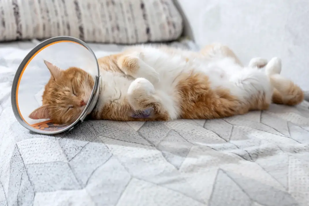 Pet Surgery Recovery: Helping Your Pet Heal at Home