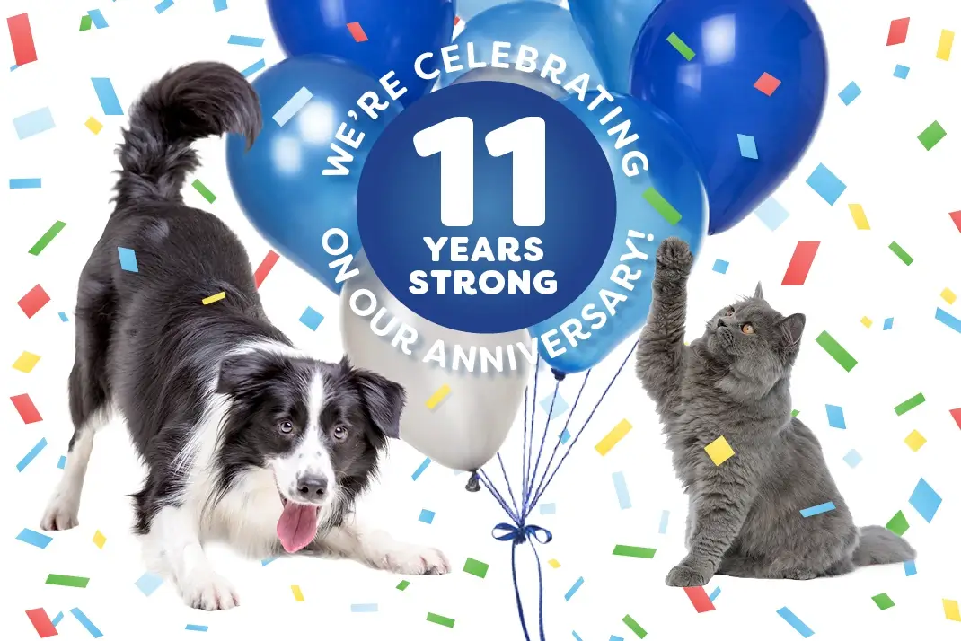 CARE’s 11th Anniversary: Cheers to 11 Years of Specialty and Emergency Veterinary Medicine