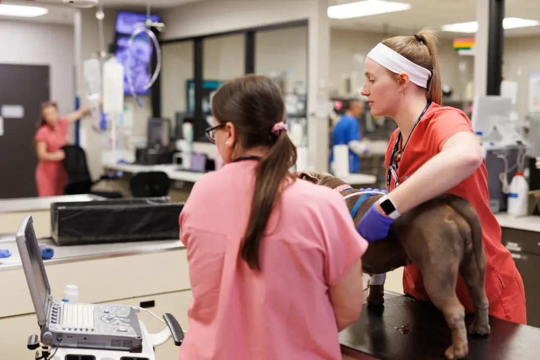 What Happens in the Crucial First Hour in a Veterinary ER?