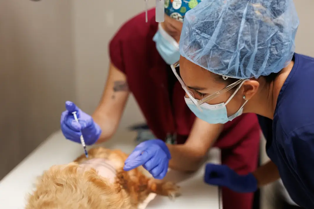 How Do Veterinary Technicians Become Experts?