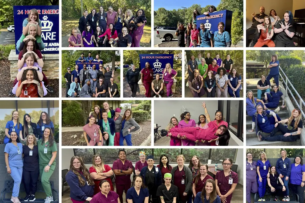 Celebrating Veterinary Technician Week 2026